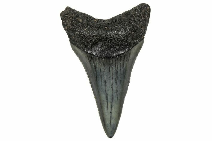 Serrated, Fossil Great White Shark Tooth - South Carolina #328923